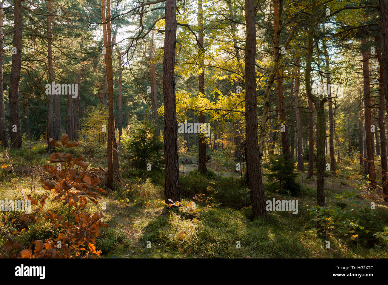 La luce del sole nella foresta di autunno Foto Stock