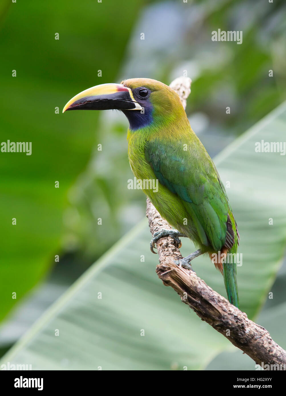 Toucanet smeraldo (Aulacorhynchus prasinus) Foto Stock