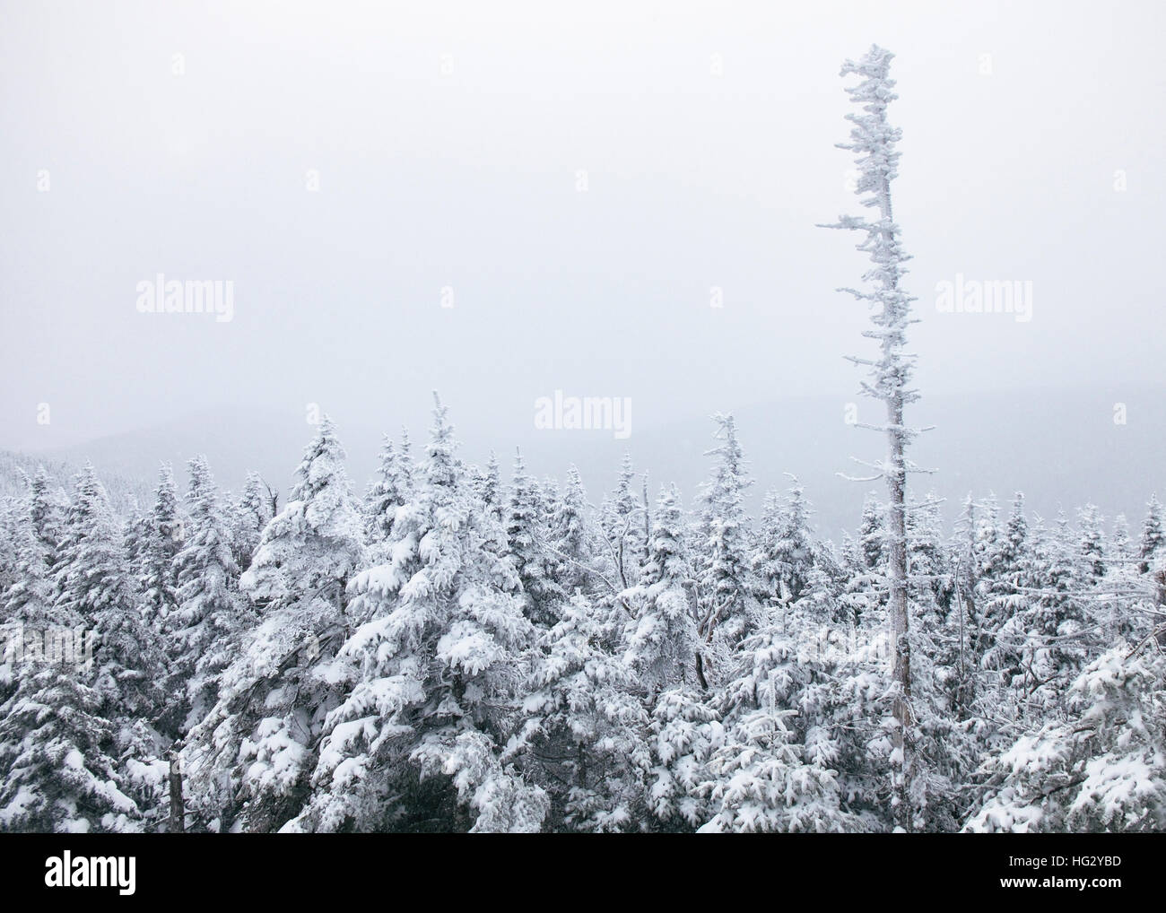 Coperte di neve alberi durante una caduta di neve in Mont-Megantic, Québec il Sabato, Dicembre 31, 2016. Foto Stock