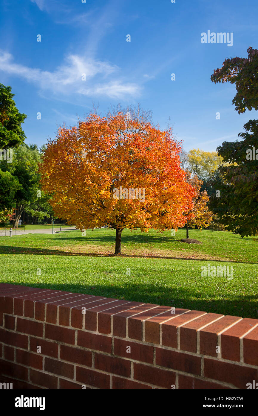 Bel Rosso e Giallo autunno Acero Foto Stock