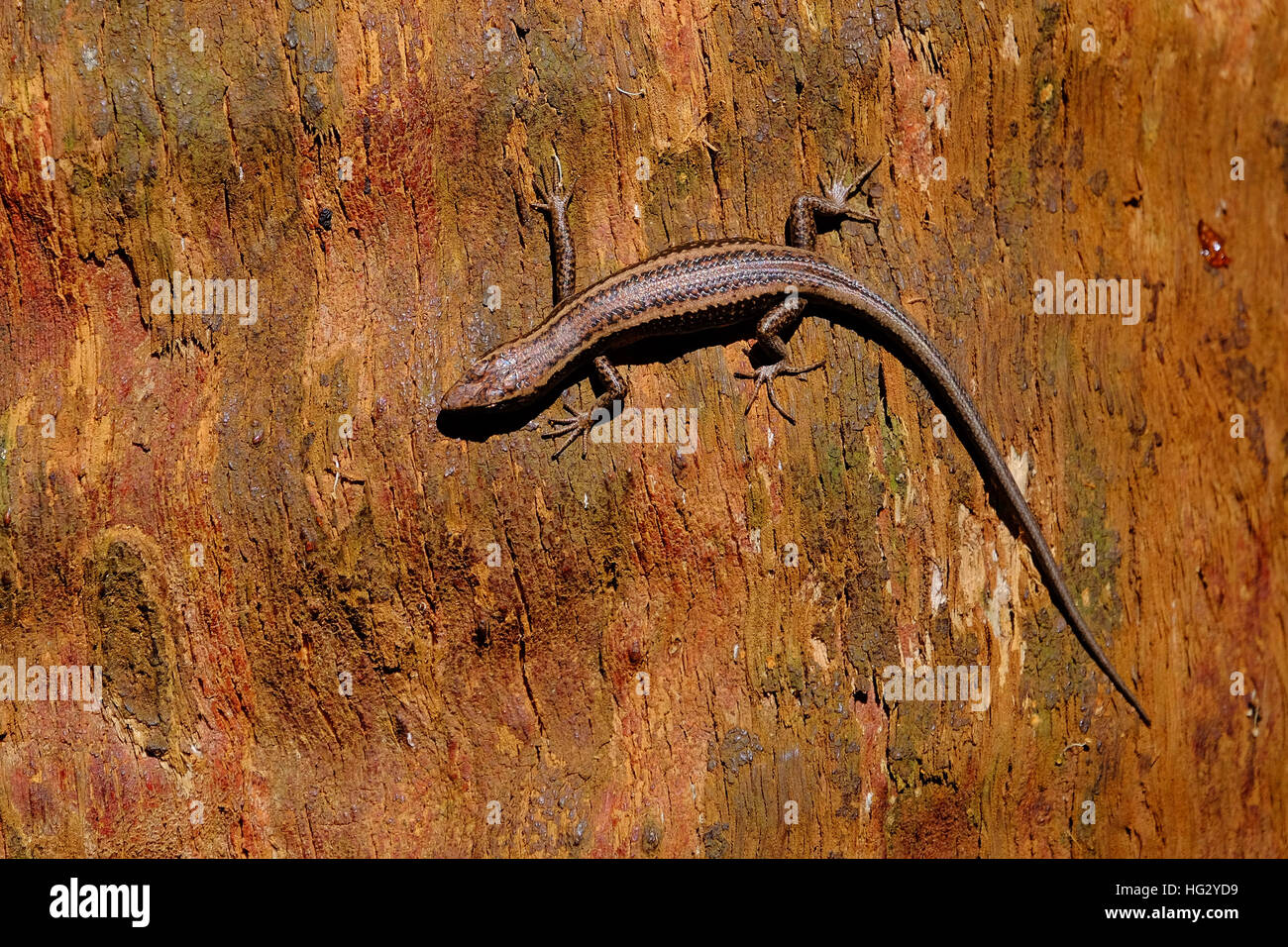 Geco su un albero in Australia Foto Stock