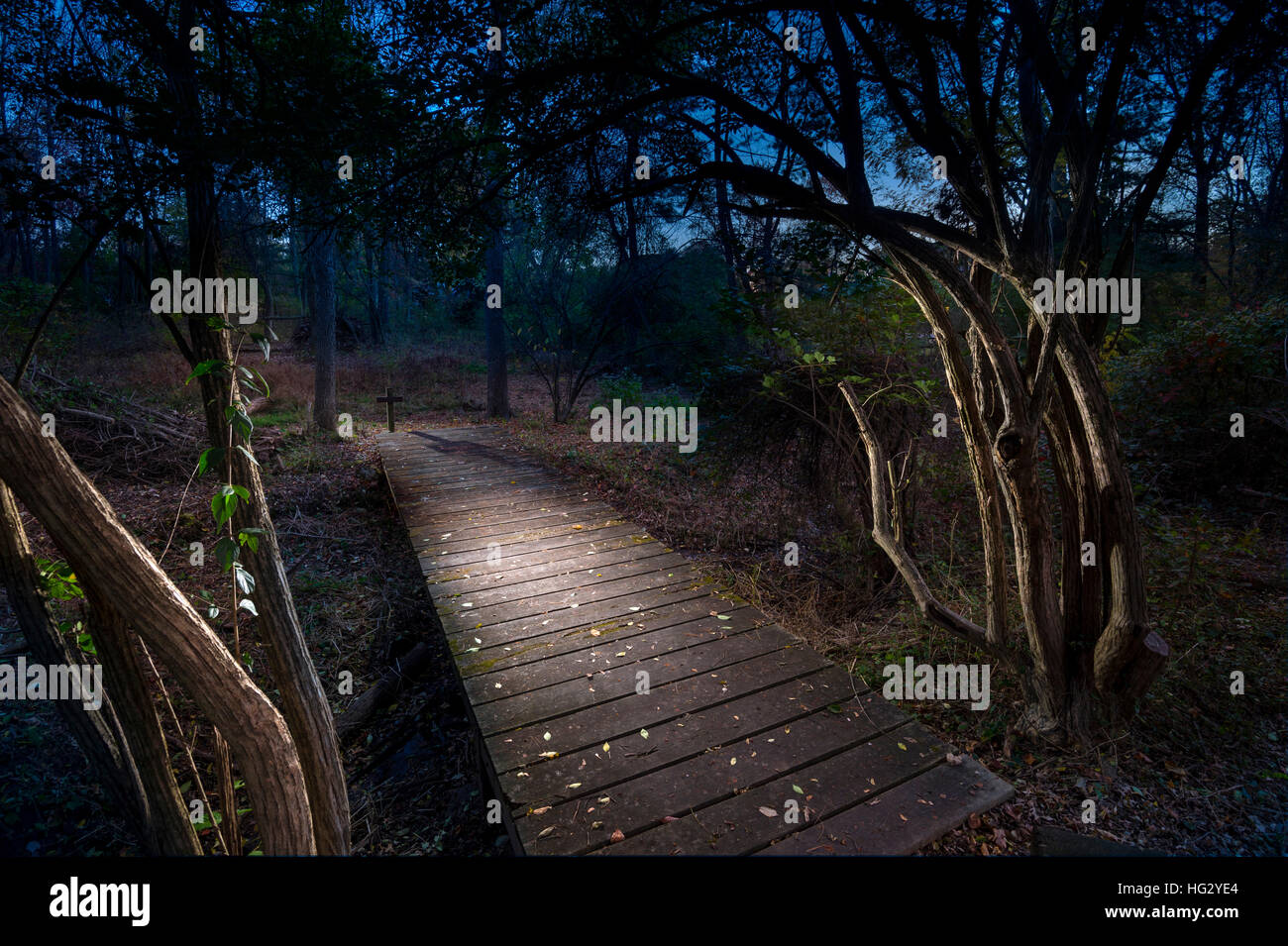 Ponte pedonale attraverso il bosco di notte Foto Stock