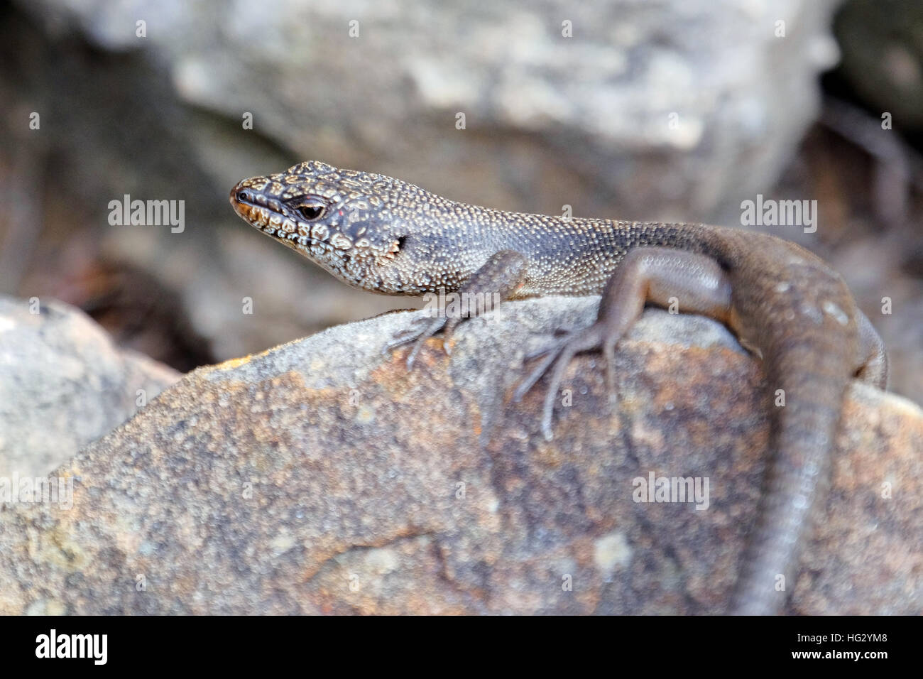 Piccola lucertola su una roccia in Australia Foto Stock