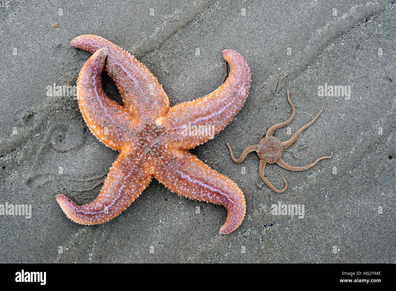 Starfish comune / comune stella di mare (Asterias rubens) e fragile stella / stella serpente (Ophiura ophiura) lavato sulla spiaggia Foto Stock