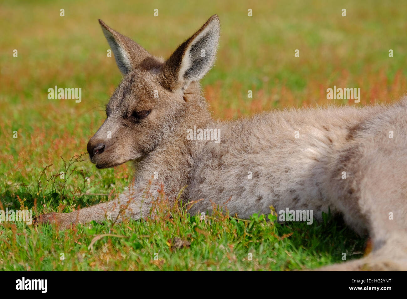 Un giovane canguro, noto come 'Joey', Victoria, Australia Foto Stock
