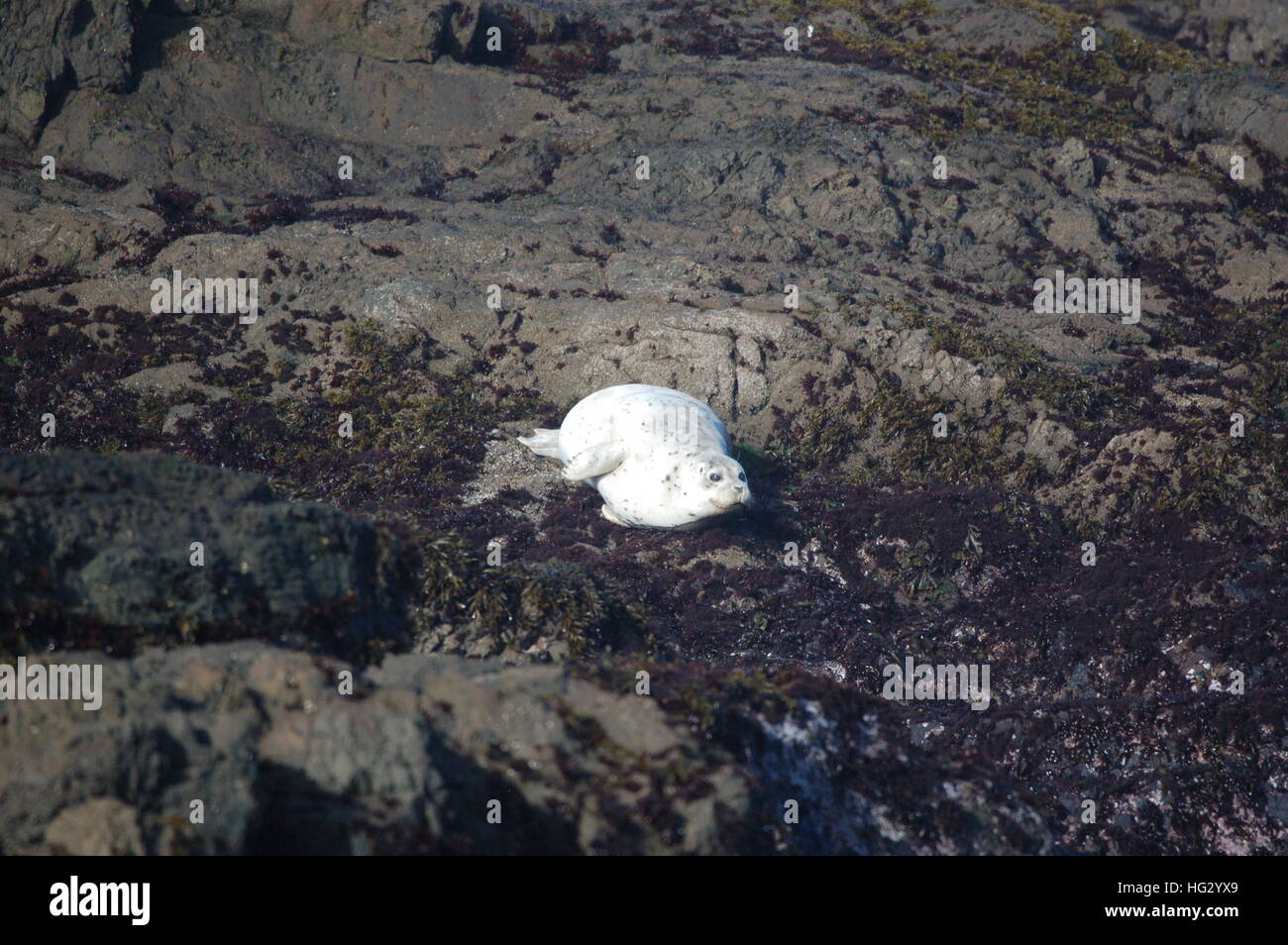 Le guarnizioni di tenuta del porto godendo la costa rocciosa di Fort Bragg, California dalla spiaggia di vetro. Foto Stock