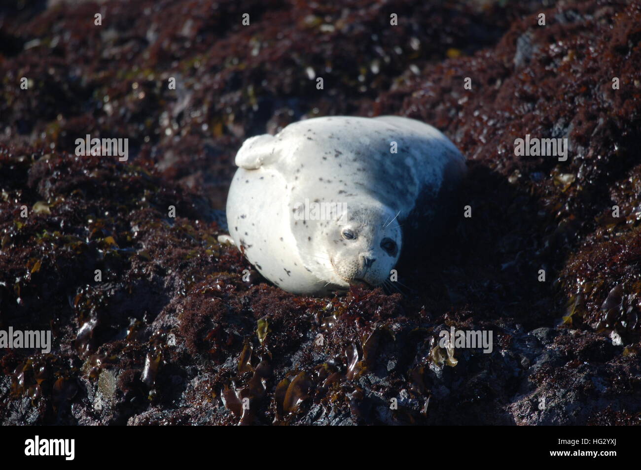 Le guarnizioni di tenuta del porto godendo la costa rocciosa di Fort Bragg, California dalla spiaggia di vetro. Foto Stock