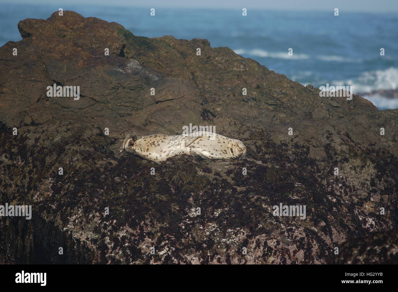 Le guarnizioni di tenuta del porto godendo la costa rocciosa di Fort Bragg, California dalla spiaggia di vetro. Foto Stock