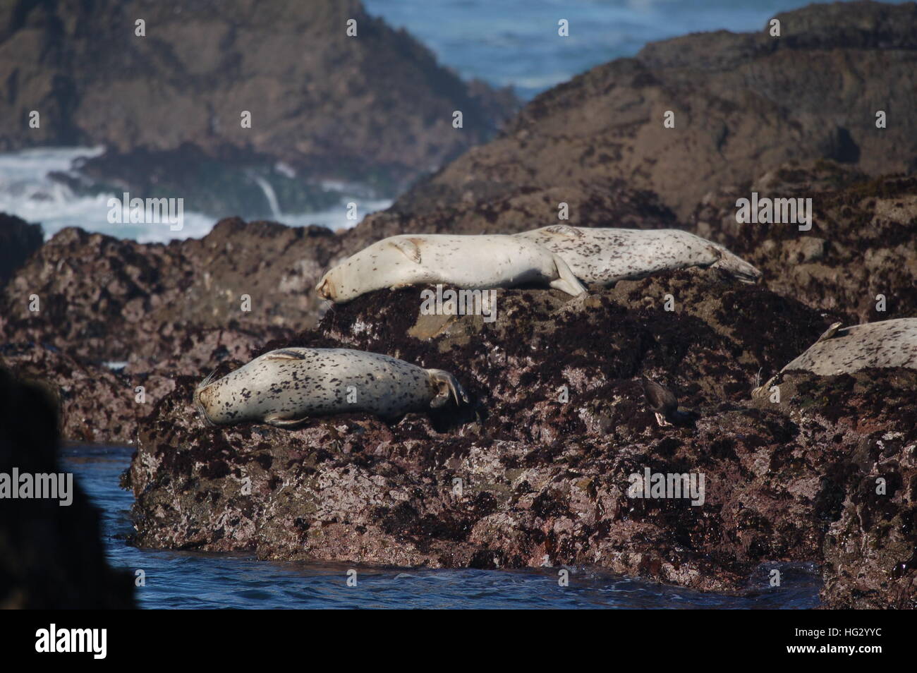 Le guarnizioni di tenuta del porto godendo la costa rocciosa di Fort Bragg, California dalla spiaggia di vetro. Foto Stock