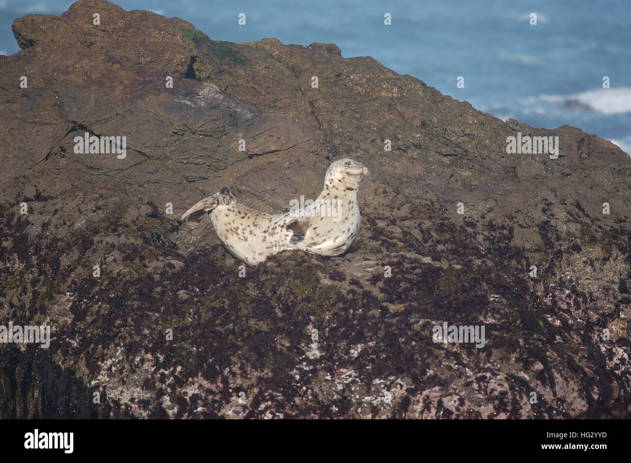 Le guarnizioni di tenuta del porto godendo la costa rocciosa di Fort Bragg, California dalla spiaggia di vetro. Foto Stock