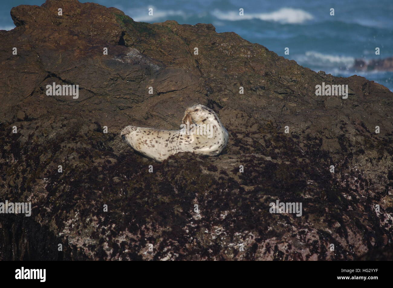 Le guarnizioni di tenuta del porto godendo la costa rocciosa di Fort Bragg, California dalla spiaggia di vetro. Foto Stock