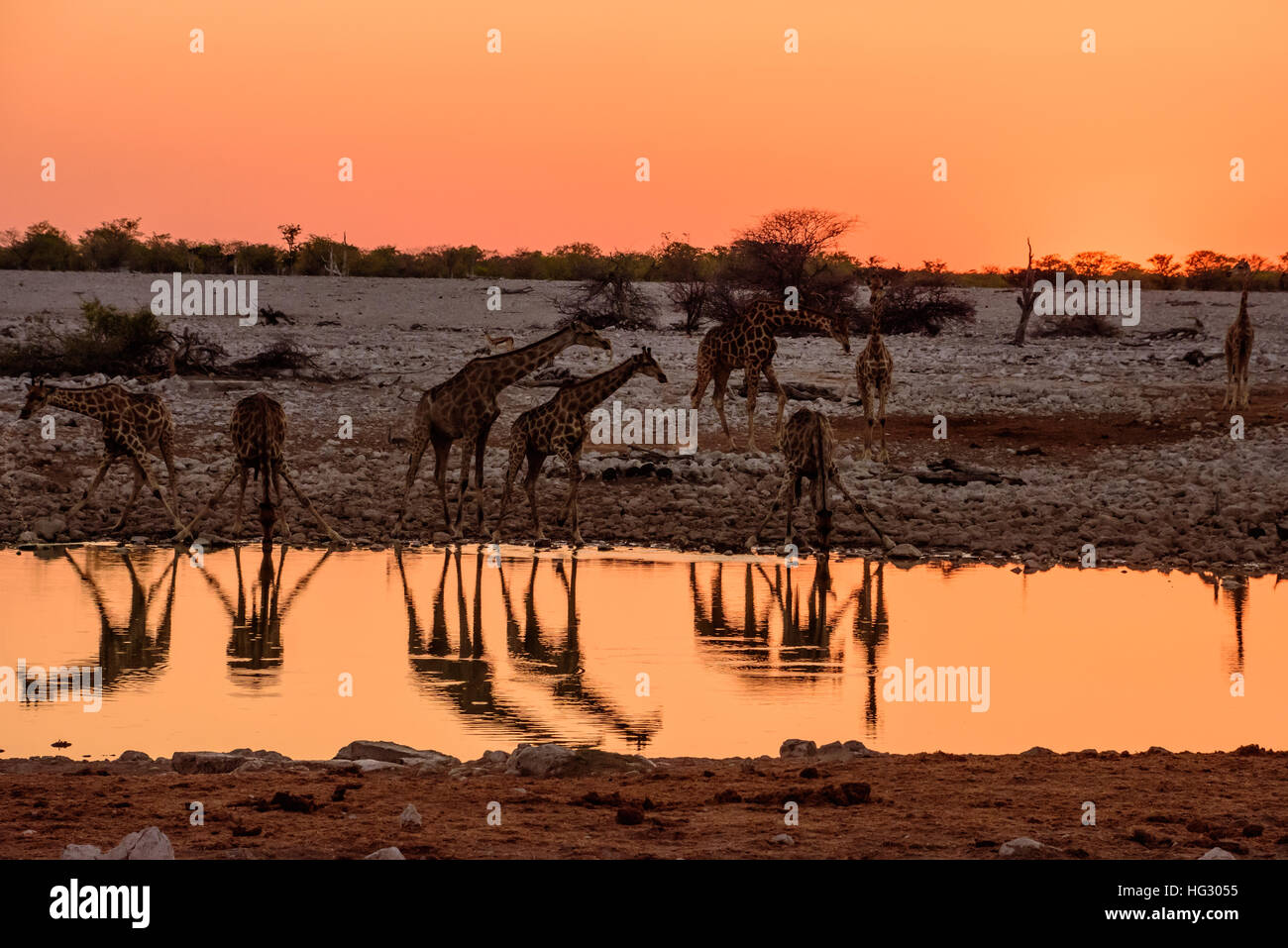 Giraffa presso il waterhole bere come il sole tramonta Foto Stock