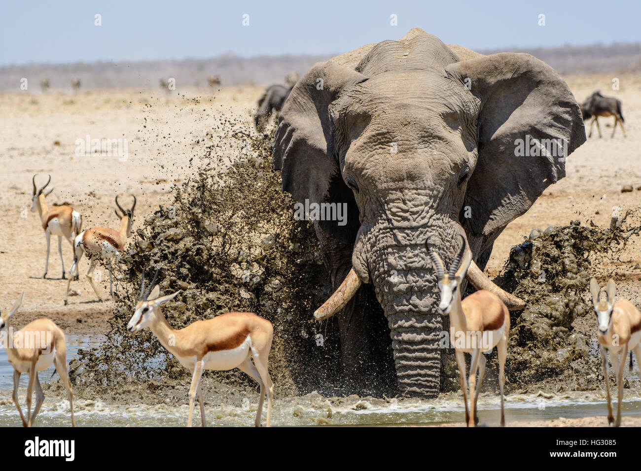 Grandi Bull elephant gli spruzzi di acqua al waterhole Foto Stock