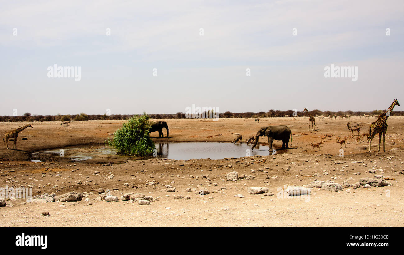 African Safari paesaggio Foto Stock