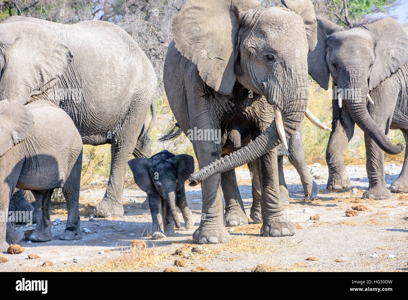Vitello di elefante vicino a mamma Foto Stock