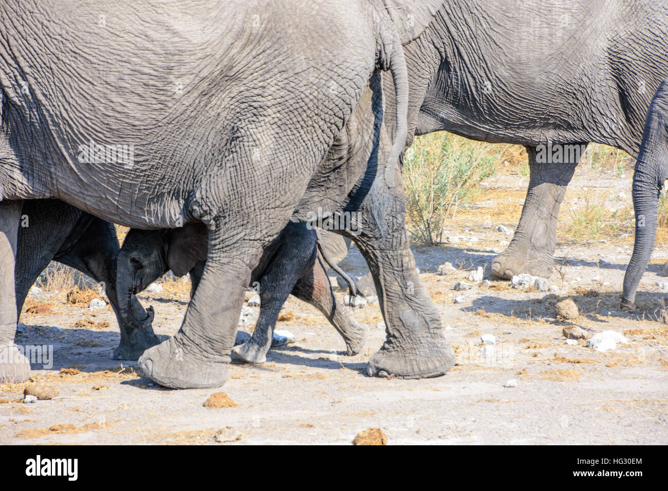 Elefante in vitello nascondere Foto Stock
