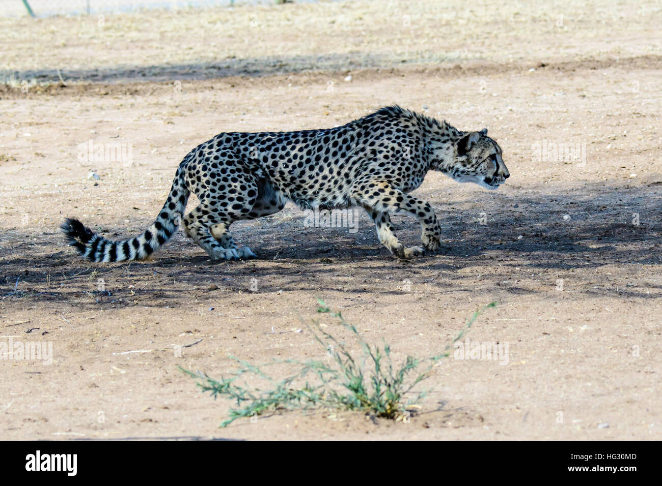 Cheetah stalking la sua preda Foto Stock