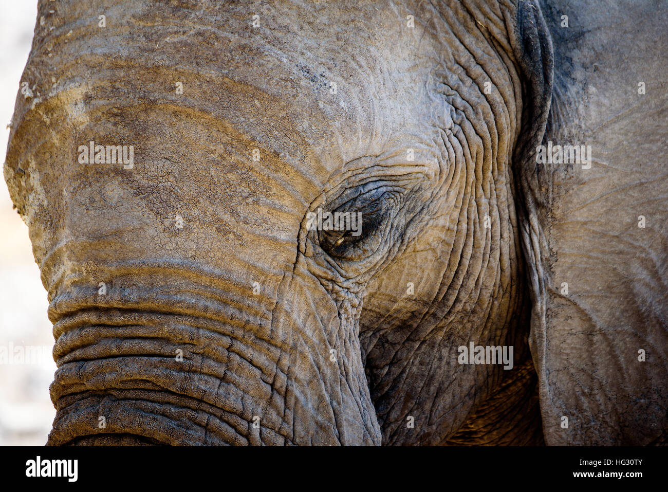 Close up dell'occhio di un elefante africano Foto Stock