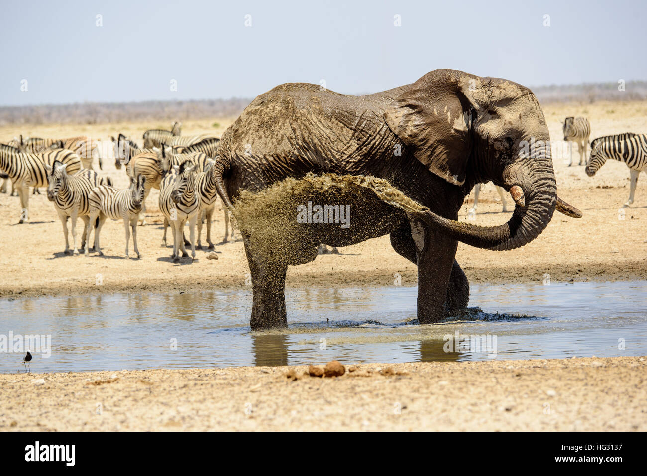 Elephant il lavaggio stesso in giù al waterhole Foto Stock