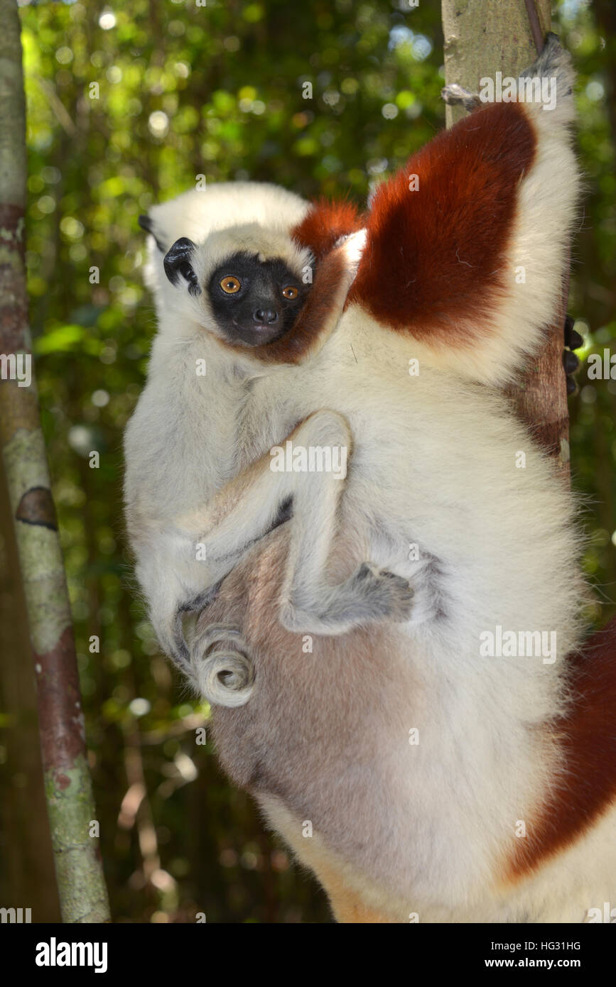 Coquerel il sifaka (Propithecus coquerelli), femmina con giovani, foresta secca, Ankarafantsika Parco nazionale del Madagascar Foto Stock