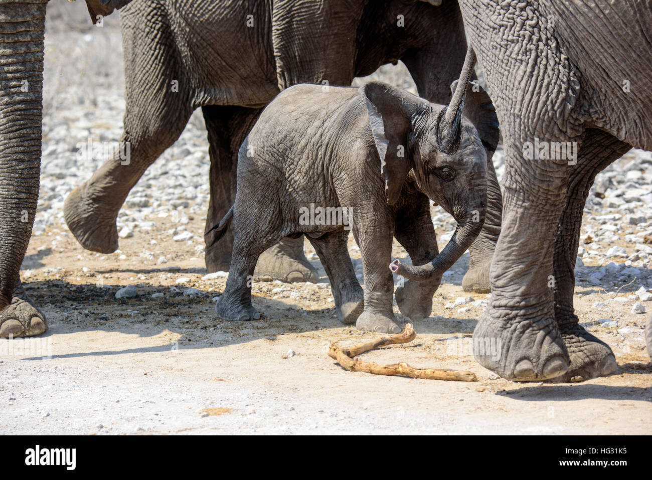 Elefante sicuro di vitello nelle gambe della mandria Foto Stock