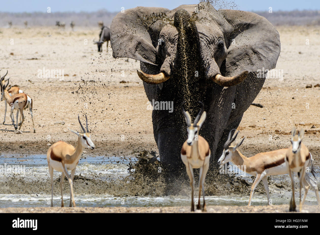 Bull elephant di bere a waterhole Foto Stock