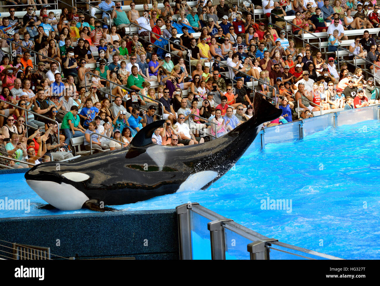 Una balena killer in posa per le telecamere di turisti Foto Stock