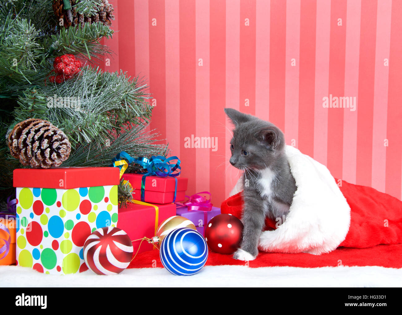 Gattino grigio fuoriuscente da una calza rossa accanto a un albero di Natale con regali e ornamenti sparsi intorno al pavimento sul rosso pavimento fuzzy, a strisce rosse Foto Stock
