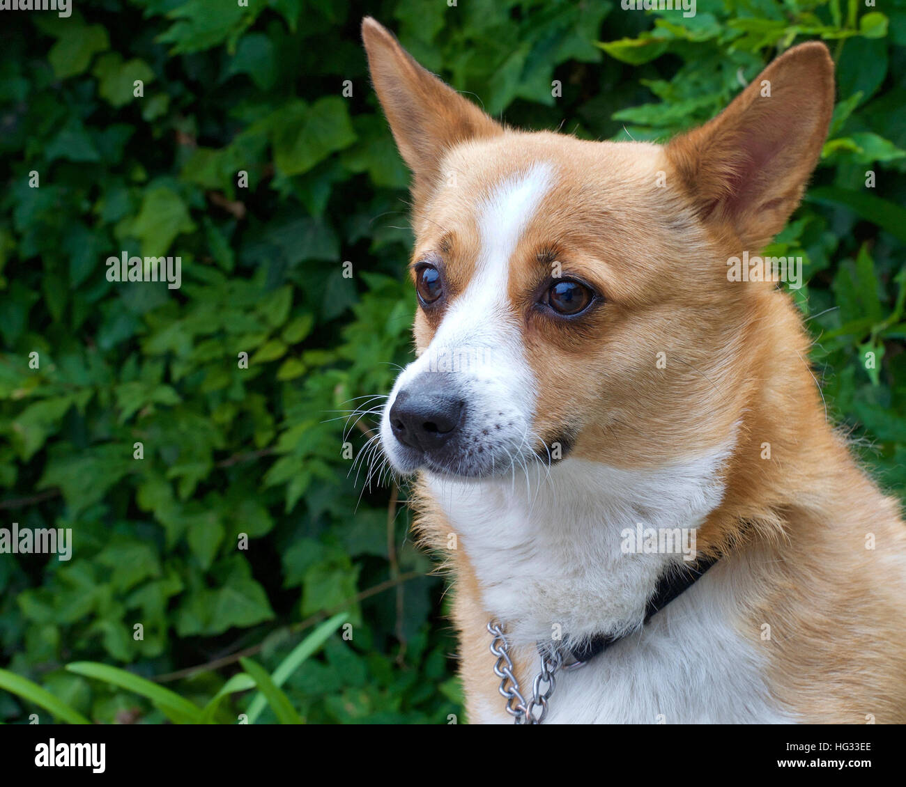 Ritratto di un marrone e bianco Welsh Corgi cane, fogliame verde in background con spazio di copia Foto Stock