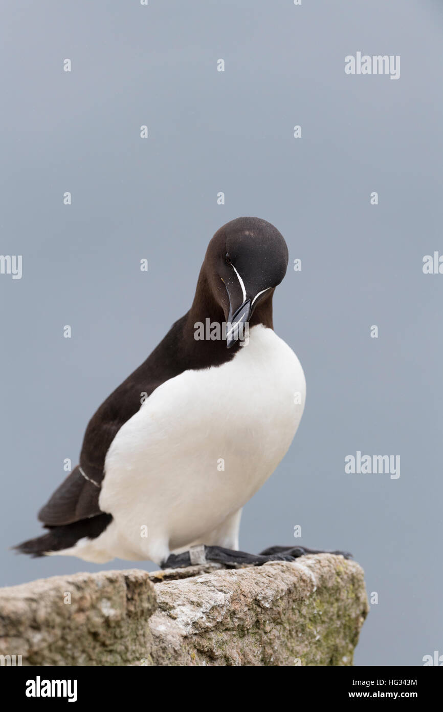 Razorbill (Alca torda) adulto, in piedi sulla roccia della scogliera costiera, grande Saltee, Saltee Isola, Irlanda. Foto Stock