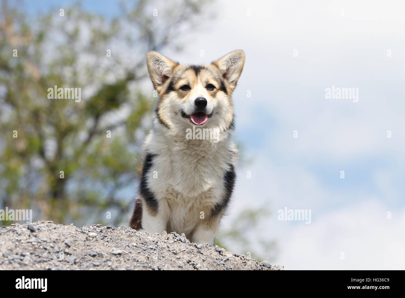 Cane Pembroke Welsh corgi faccia adulti sulle rocce tricolore Foto Stock