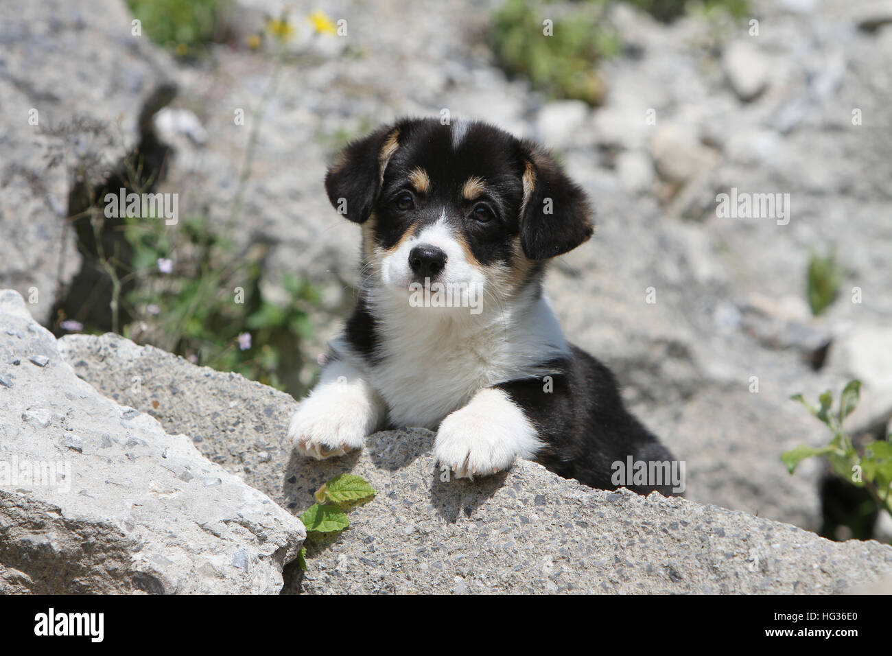 Cane Pembroke Welsh corgi puppy su una roccia Foto Stock