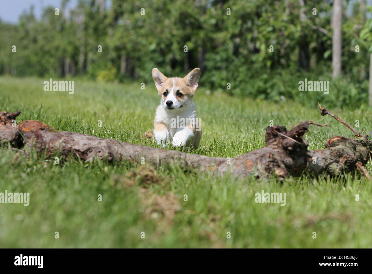 Cane Pembroke Welsh corgi puppy saltando su un legno Foto Stock