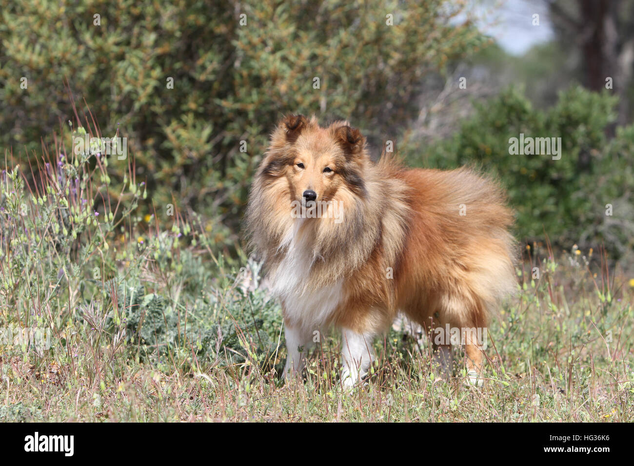 Cane Shetland Sheepdog / Sheltie adulto (sable bianco) in piedi su una roccia Foto Stock