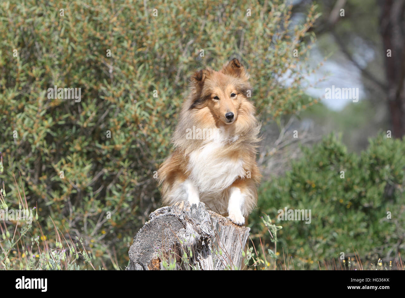 Cane Shetland Sheepdog / Sheltie adulto (sable ) in piedi su un legno Foto Stock