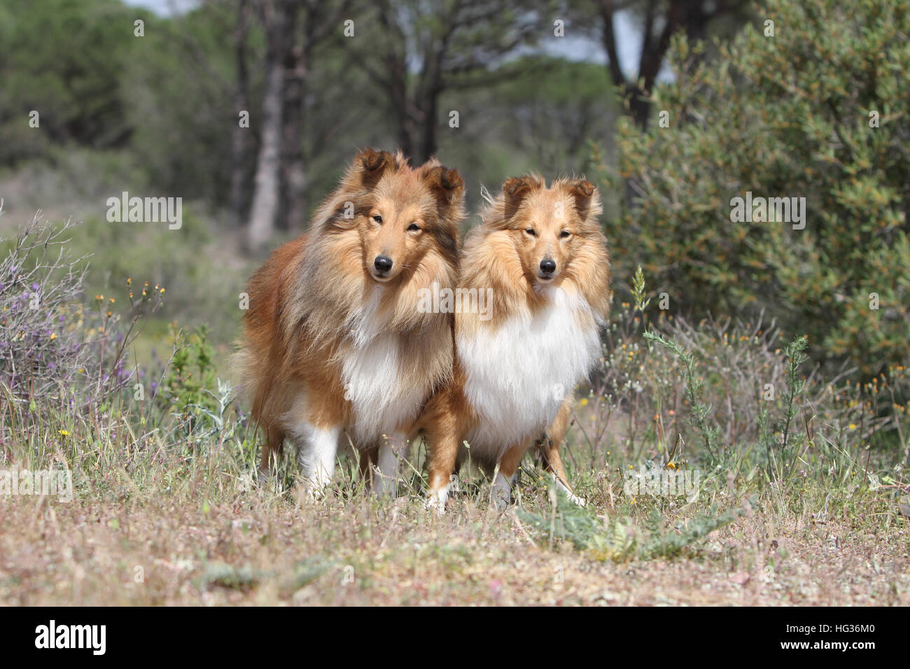 Cane Shetland Sheepdog / Sheltie / due adulti in piedi su una roccia sable Foto Stock