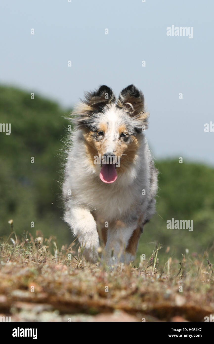 Cane Shetland Sheepdog / Sheltie cucciolo (blue merle) in esecuzione Foto Stock