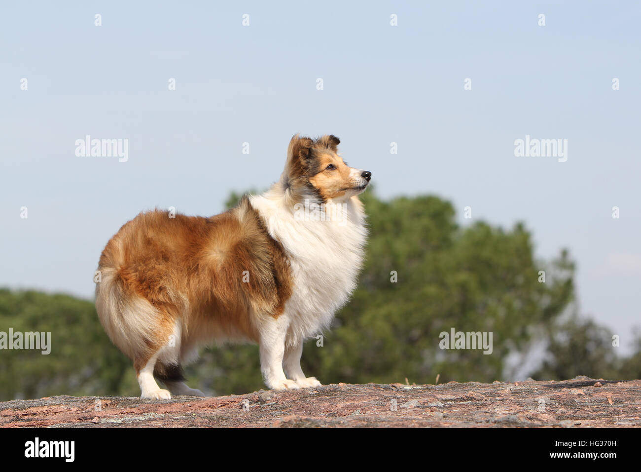 Cane Shetland Sheepdog / Sheltie adulto (sable bianco) in piedi su una roccia standard Foto Stock