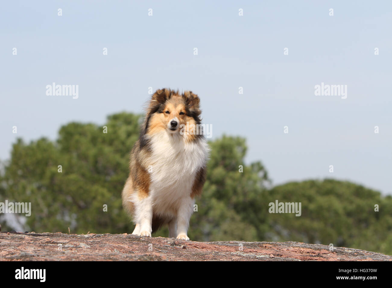 Cane Shetland Sheepdog / Sheltie adulto (sable bianco) in piedi su una roccia Foto Stock