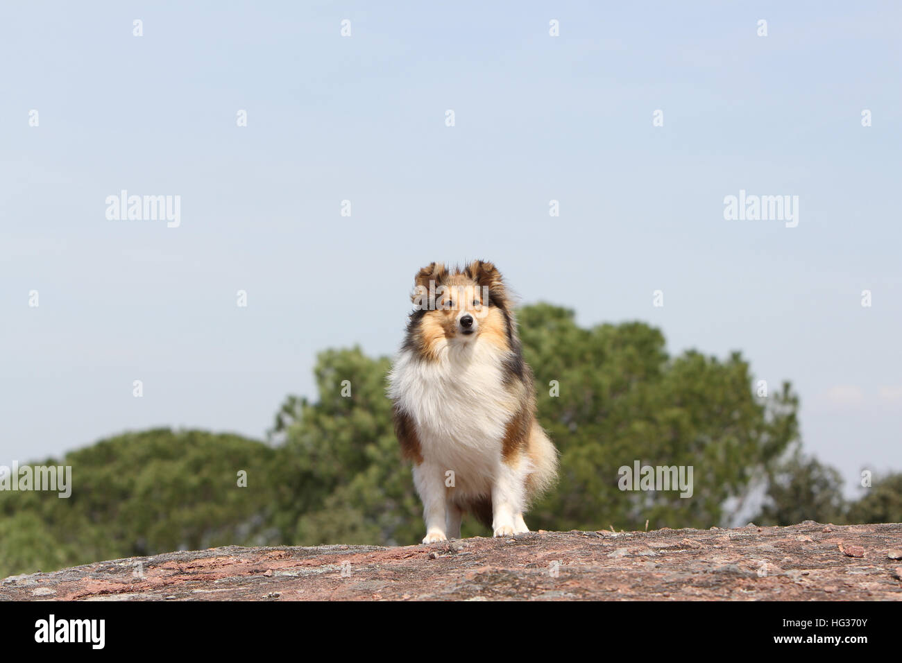 Cane Shetland Sheepdog / Sheltie adulto (sable bianco) in piedi su una roccia Foto Stock