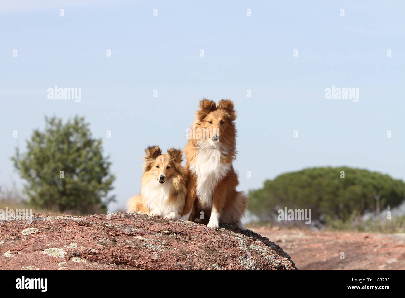 Cane Shetland Sheepdog / Sheltie / due adulti in piedi su una roccia sable Foto Stock