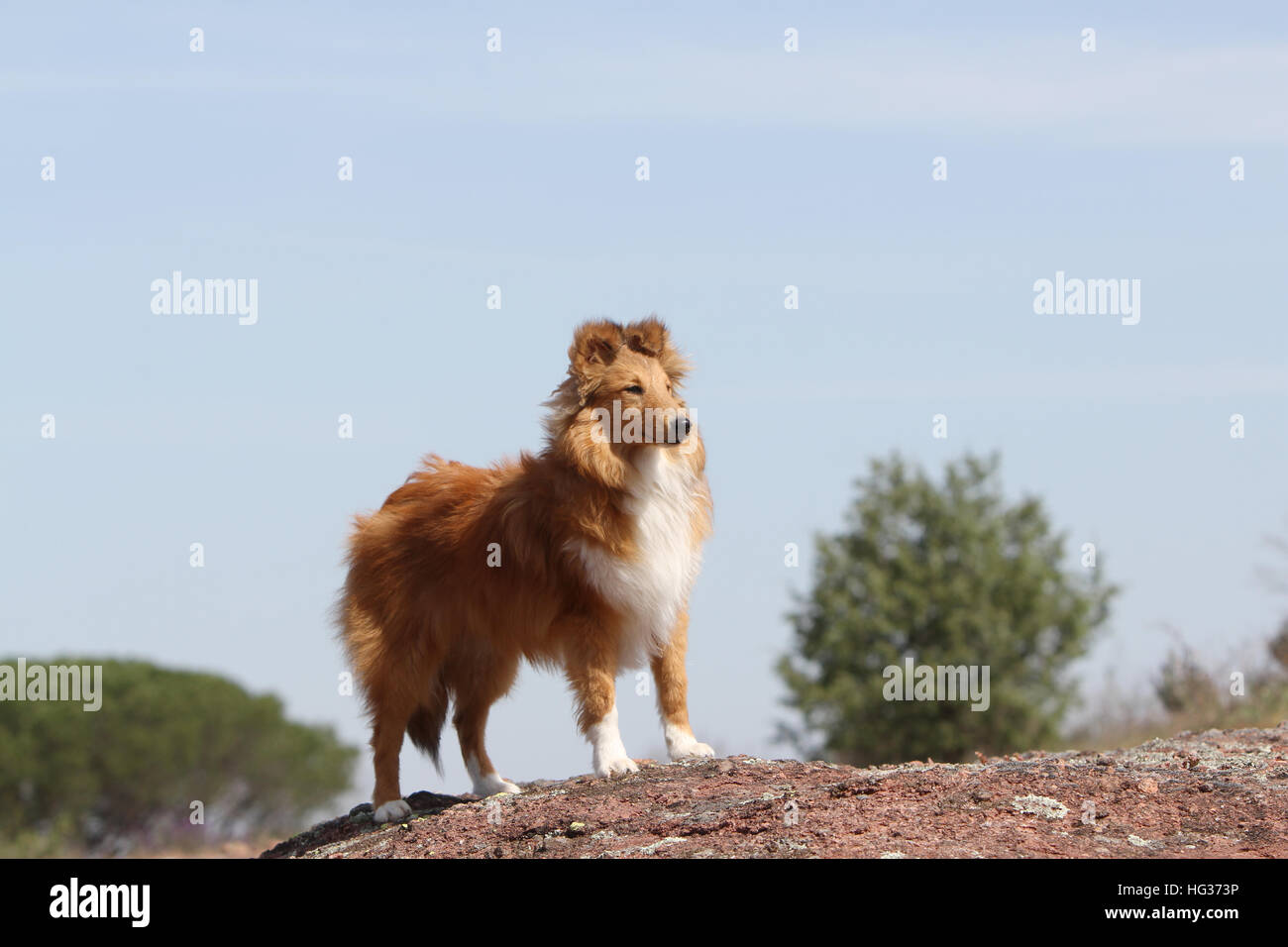 Cane Shetland Sheepdog / Sheltie adulto (sable bianco) in piedi su una roccia Foto Stock