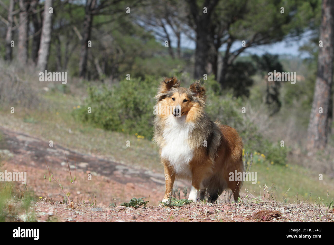 Cane Shetland Sheepdog / Sheltie adulto (sable bianco) in piedi su una roccia Foto Stock