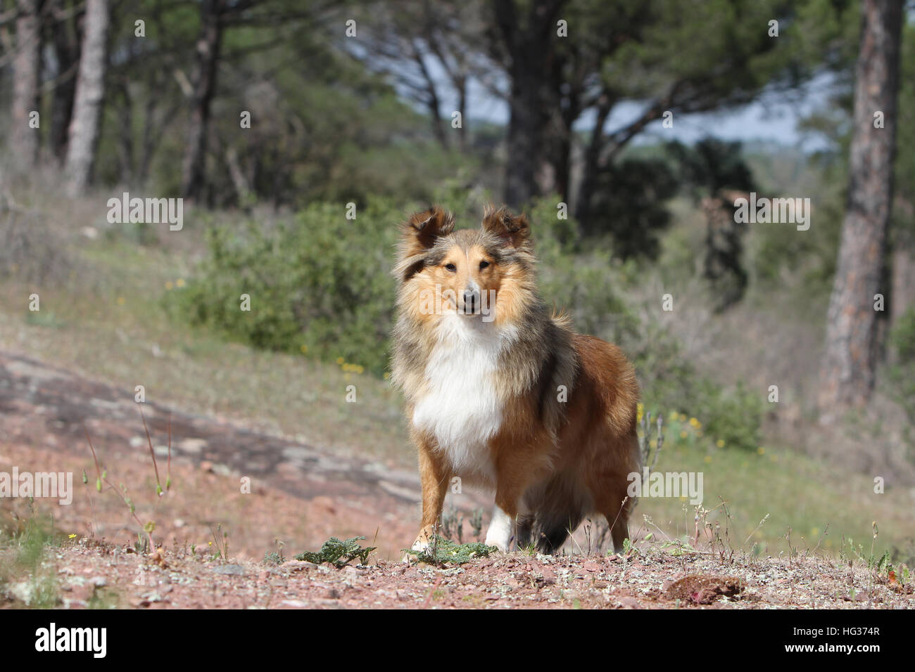 Cane Shetland Sheepdog / Sheltie adulto (sable bianco) in piedi su una roccia Foto Stock