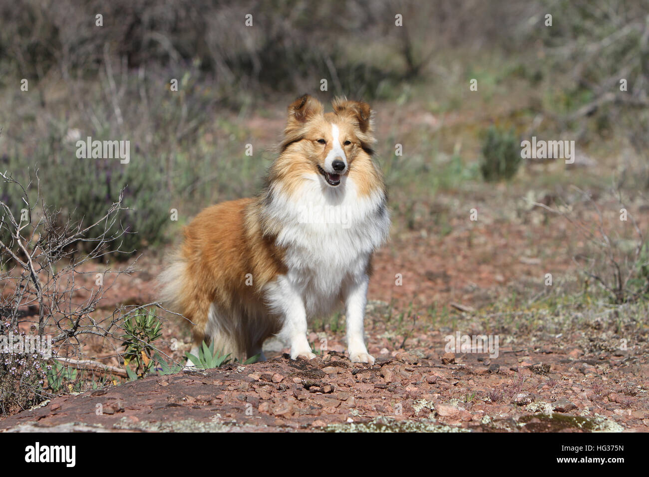 Cane Shetland Sheepdog / Sheltie adulto (sable bianco) in piedi su una roccia Foto Stock