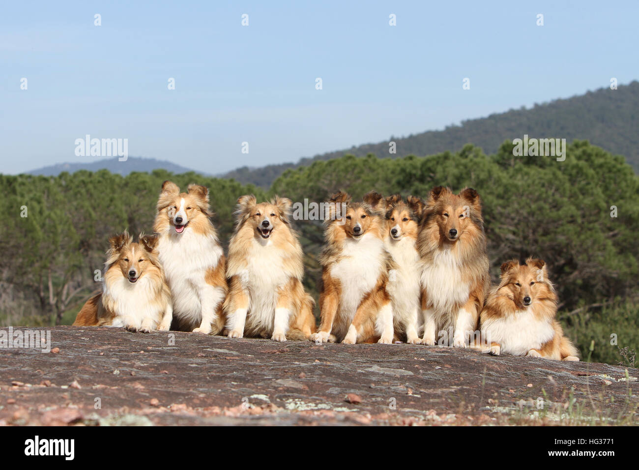 Cane Shetland Sheepdog / Sheltie sette adulti (sable bianco) seduti davanti a una cascata 7 Foto Stock