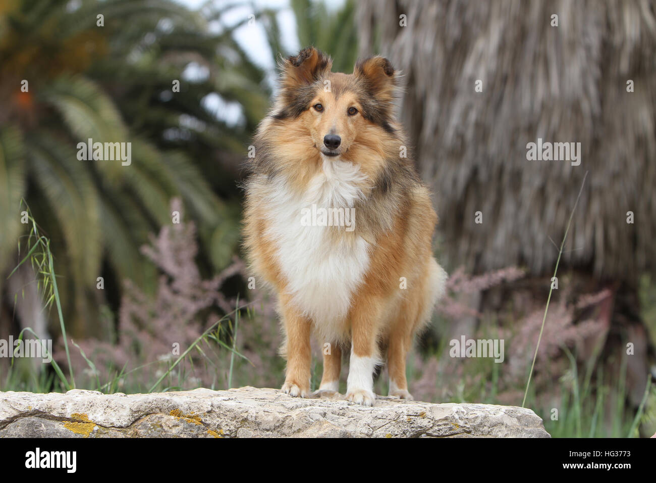Cane Shetland Sheepdog / Sheltie adulto (sable bianco) in piedi su una roccia Foto Stock