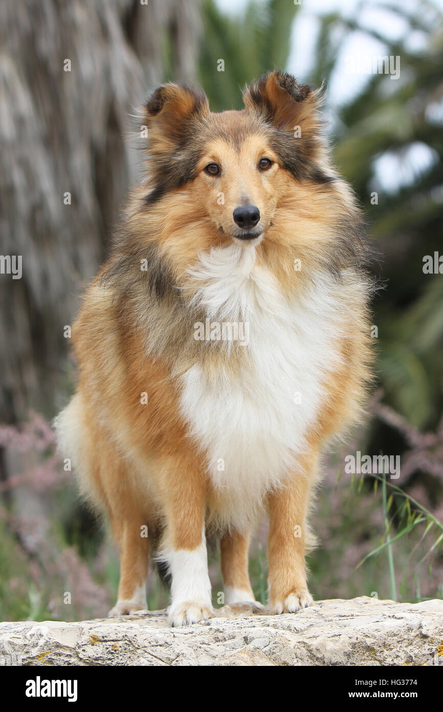 Cane Shetland Sheepdog / Sheltie adulto (sable bianco) in piedi su una roccia Foto Stock