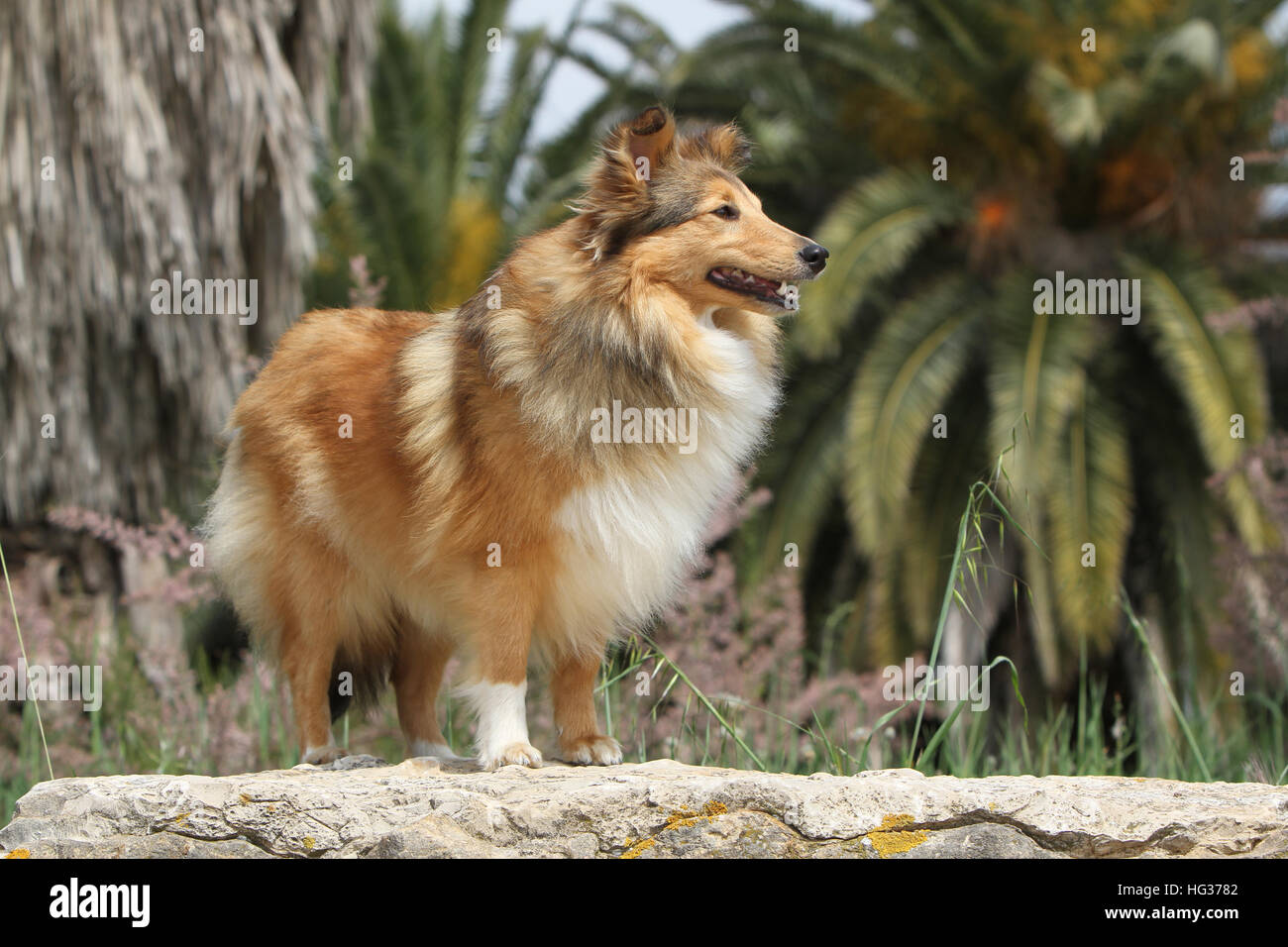 Cane Shetland Sheepdog / Sheltie adulto (sable bianco) in piedi su una roccia Foto Stock