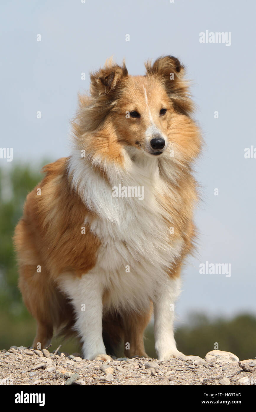 Cane Shetland Sheepdog / Sheltie adulto (sable bianco) in piedi su una roccia Foto Stock